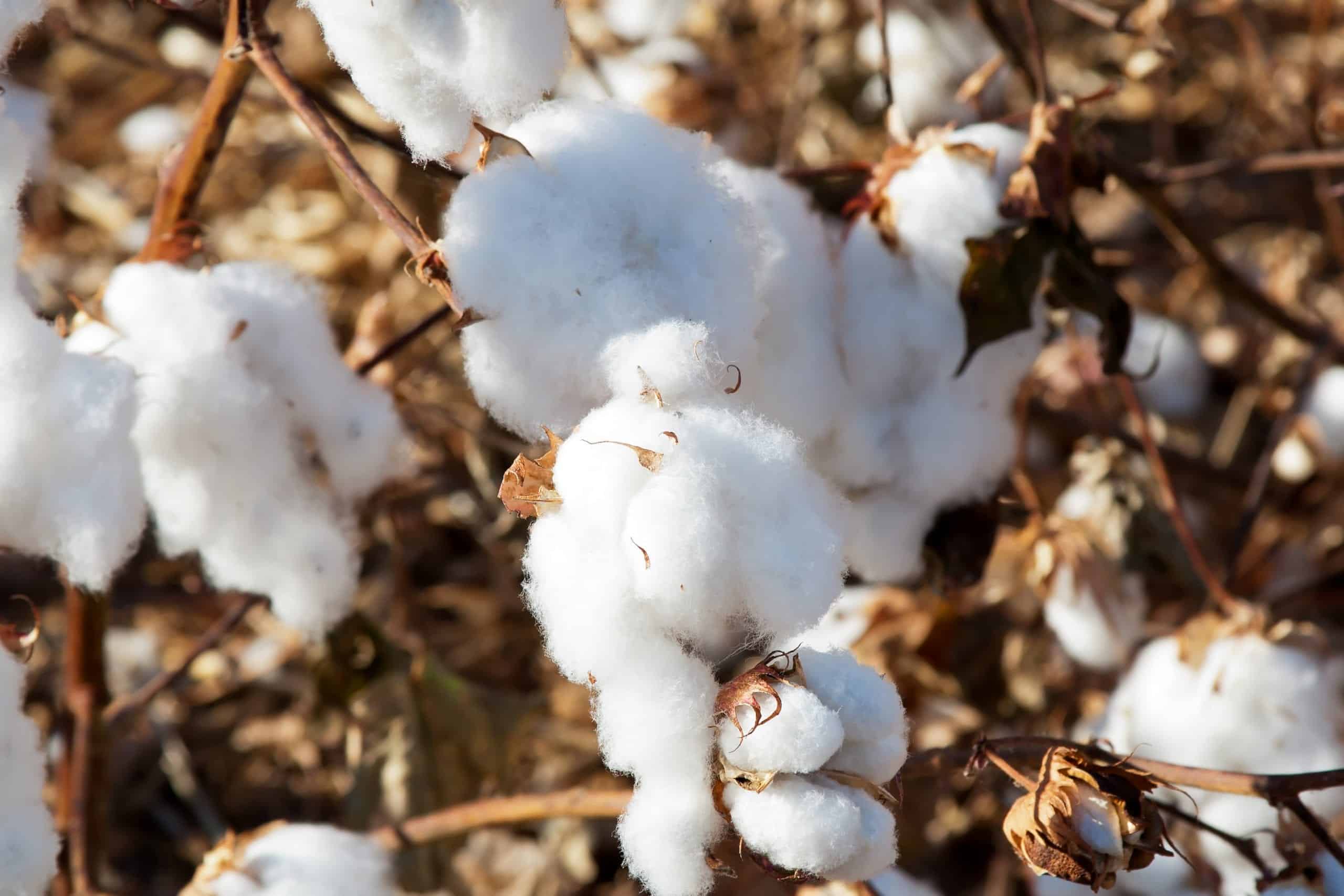 You are currently viewing Coton bio, on vous dit tout !